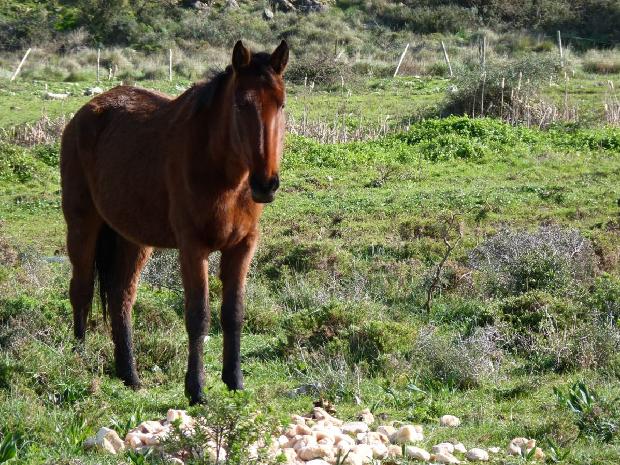 Cavalo