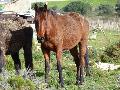 Cavalo