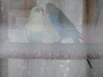 Aves