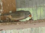 Aves
