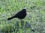Aves
