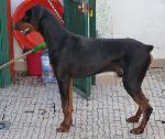 Cães