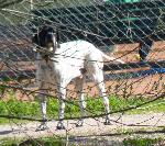 Cães
