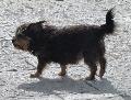 Cão