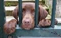 Cão