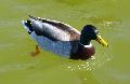 Pato-real