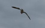Aves