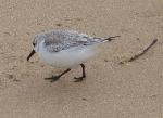 Aves