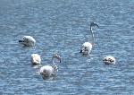 Aves