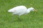 Aves
