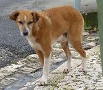 Cães