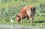 Vaca