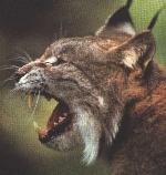Lince-ibérico <i>(Lynx pardinus)</i>