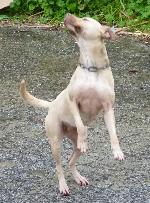Cães