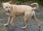 Cães