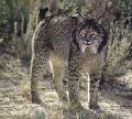 Lince