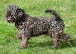 Cães