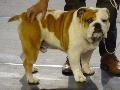 Bulldog Inglês