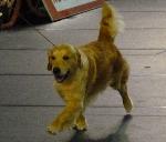Cães