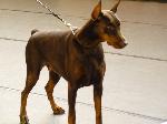 Cães