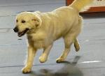 Cães