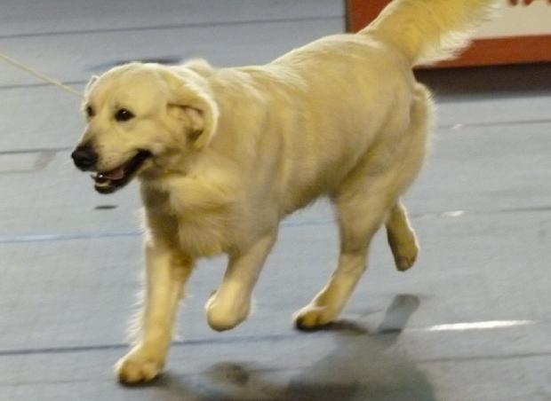Golden Retriever