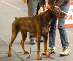 Cães