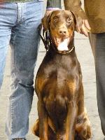 Cães