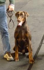 Cães