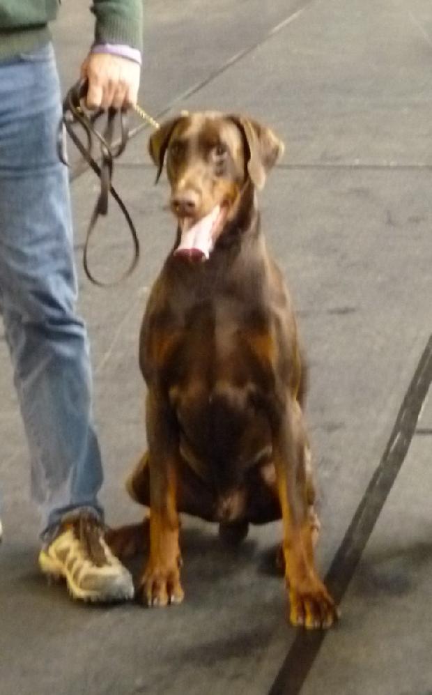 Dobermann