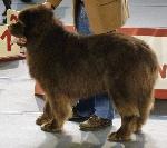 Cães