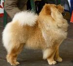 Cães