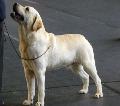 Retriever do Labrador