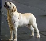 Cães