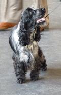 Cocker Spaniel Inglês