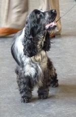 Cães