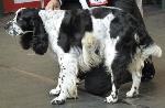Cães