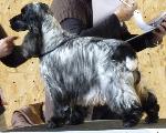 Cães