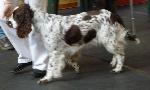 Cães