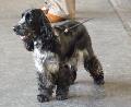 Cocker Spaniel Inglês