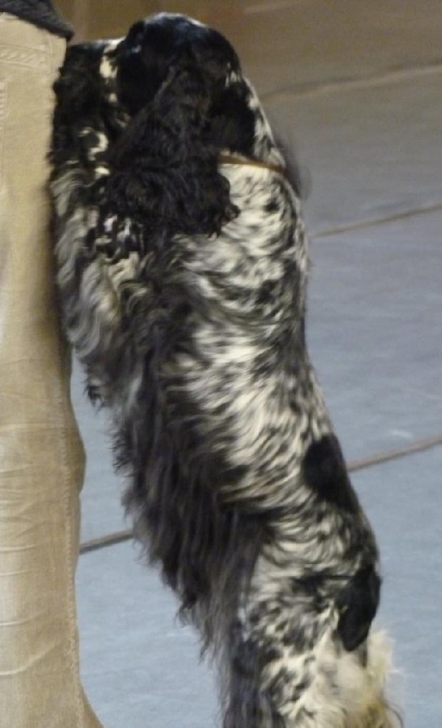 Cocker Spaniel Inglês