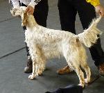 Cães