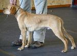 Cães