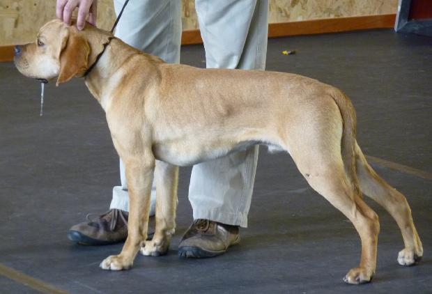 Perdigueiro Português