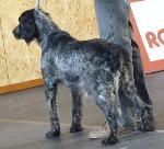 Cães