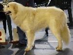 Cães