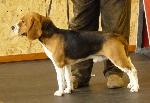 Cães