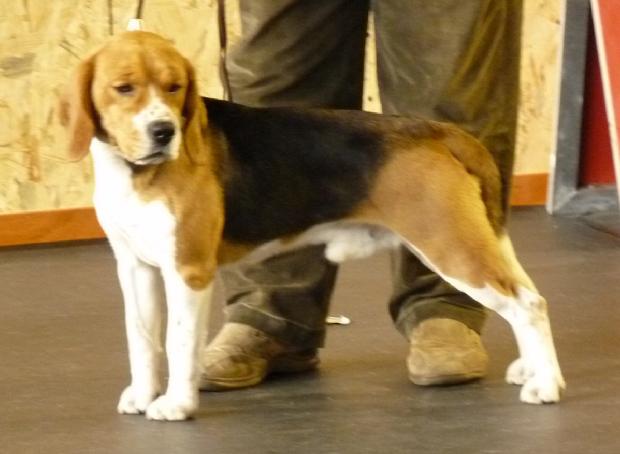 Beagle