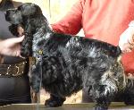 Cães