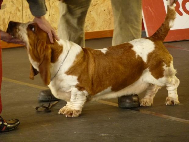 Basset Hound